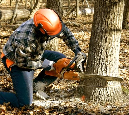 Tree Removal in Seagrove, NC